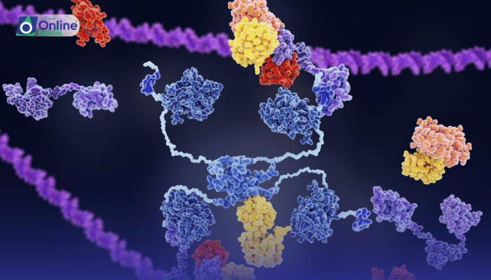 Lesson 08: Effect of Enzyme Concentration on Enzyme Action